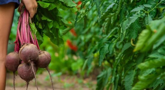 Буряк: кому стоит быть осторожным и исключить из рациона