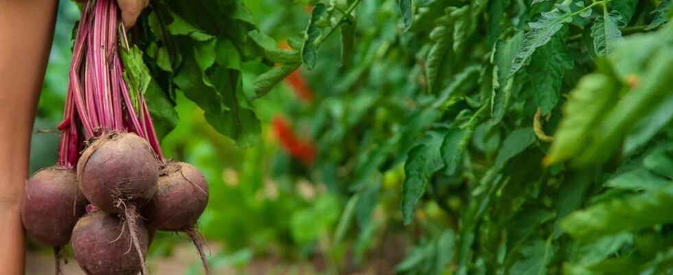 Буряк: кому стоит быть осторожным и исключить из рациона