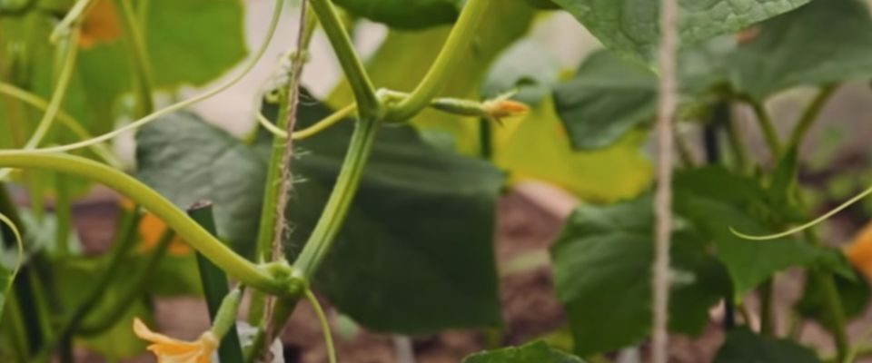 Секреты обильного урожая огурцов: как прищипывать правильно