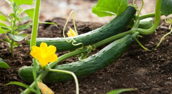 Увеличение урожая огурцов: секреты эффективного и безопасного подкормки