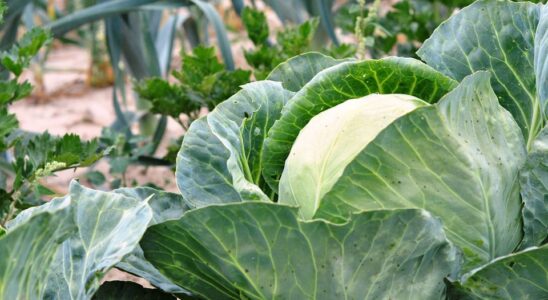 Уход за капустой: как спасти урожай от растрескивания и гниения