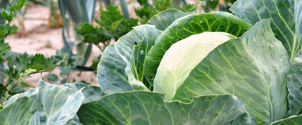 Уход за капустой: как спасти урожай от растрескивания и гниения