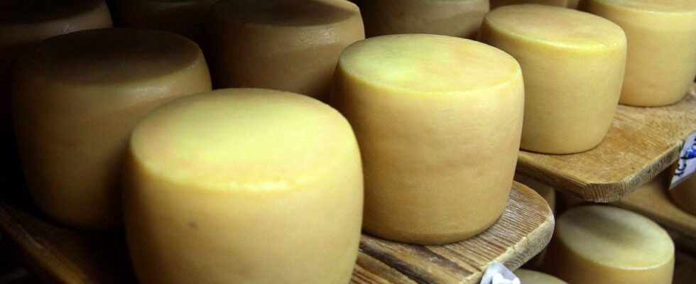 Зачем нужны дырки в сыре: простое объяснение для женщин