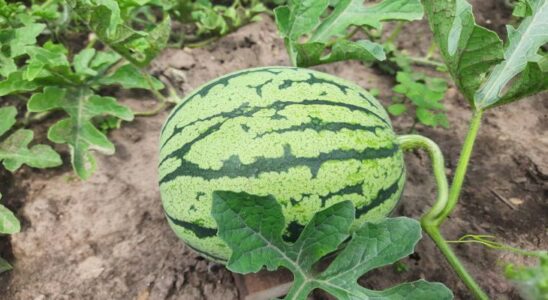 Как выбрать идеальный арбуз: секреты и лайфхаки для всех