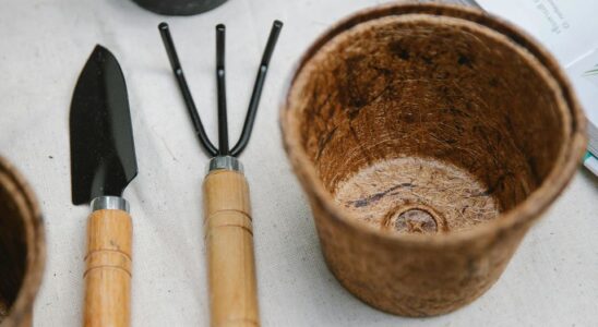 Секреты пышного цветения: как сохранить красоту комнатных растений