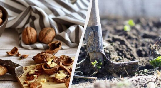 Шкаралупа грецких орехов: ценное удобрение для вашего сада и почему ее не стоит выбрасывать