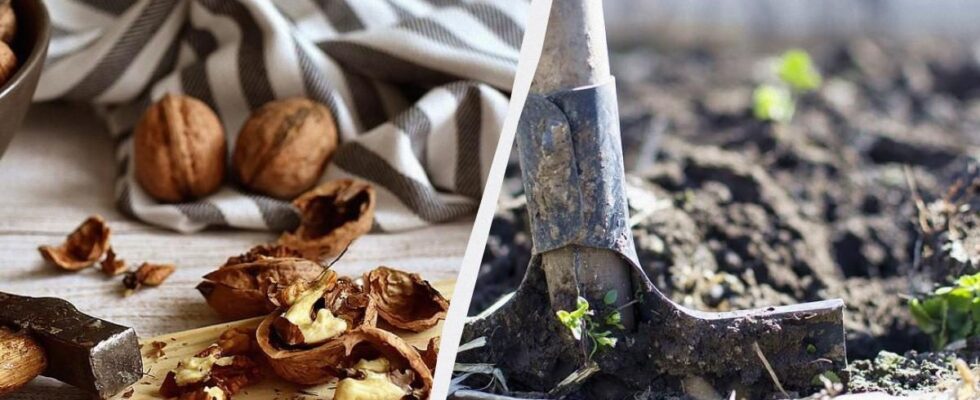 Шкаралупа грецких орехов: ценное удобрение для вашего сада и почему ее не стоит выбрасывать