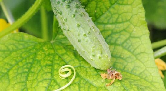 Почему вянут огурцы: причины и эффективные методы спасения