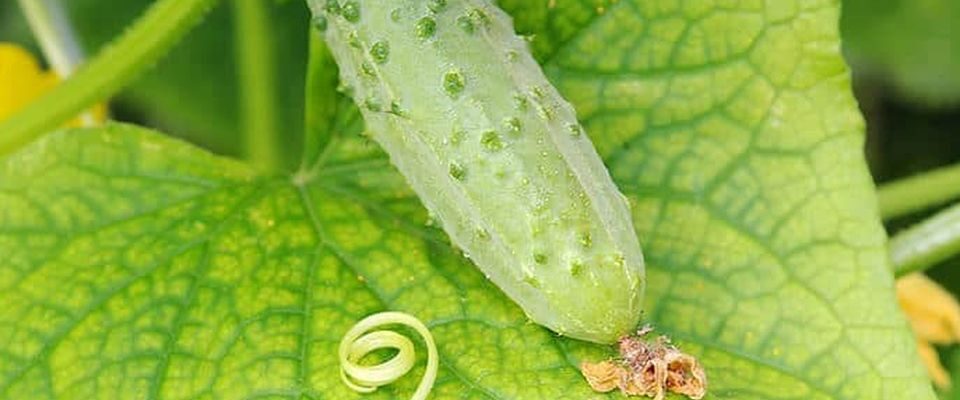 Почему вянут огурцы: причины и эффективные методы спасения