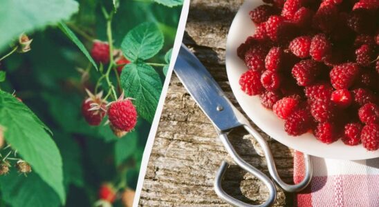 Уход за малиной осенью: секреты опытных садоводов