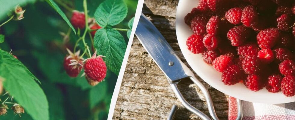 Уход за малиной осенью: секреты опытных садоводов