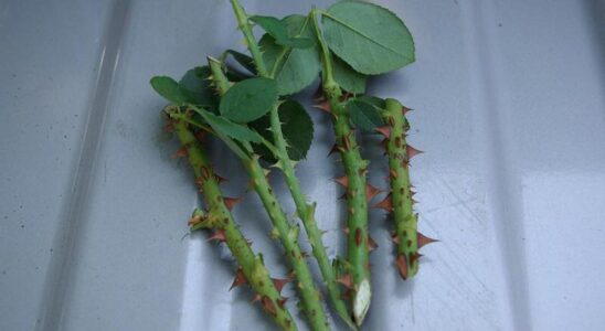 Секреты успешного укоренения роз: советы для начинающих садоводов