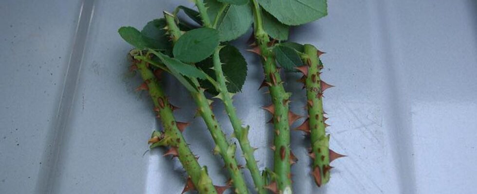 Секреты успешного укоренения роз: советы для начинающих садоводов