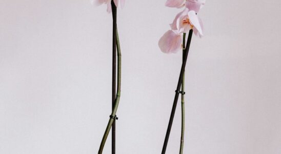 Орхидея будет цвести обильно: спасаем воздушные корни простым средством