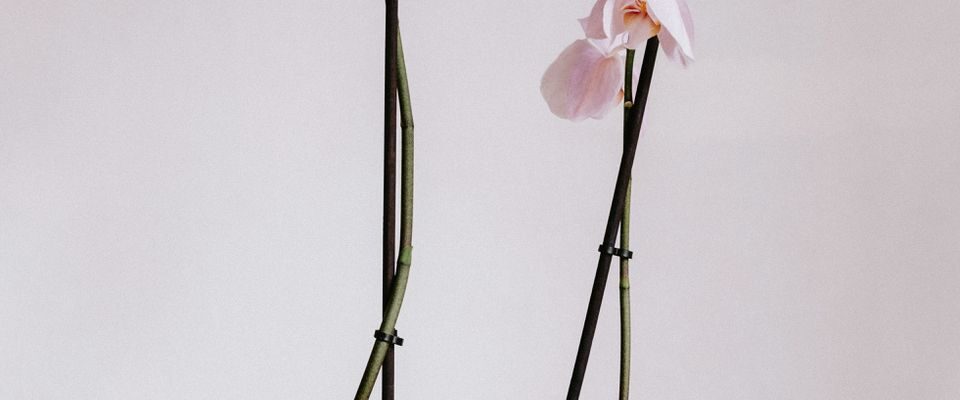 Орхидея будет цвести обильно: спасаем воздушные корни простым средством