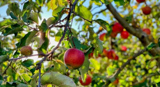 Какие деревья не стоит сажать осенью: советы для вашего сада