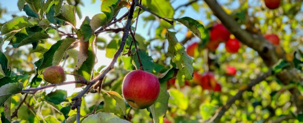Какие деревья не стоит сажать осенью: советы для вашего сада