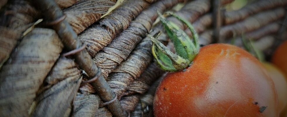 Секреты опытных дачников: зачем закапывать помидоры на грядках