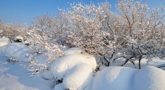 Уход за деревьями зимой: когда и как спасать сломанные ветки