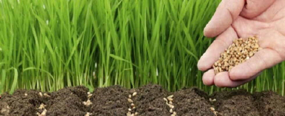 Лучшее время для посадки и посева: народные приметы и лайфхаки для вашего сада