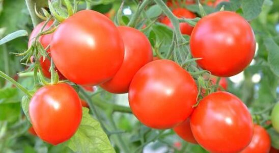 Борная кислота для вашего сада: полезные свойства и применение