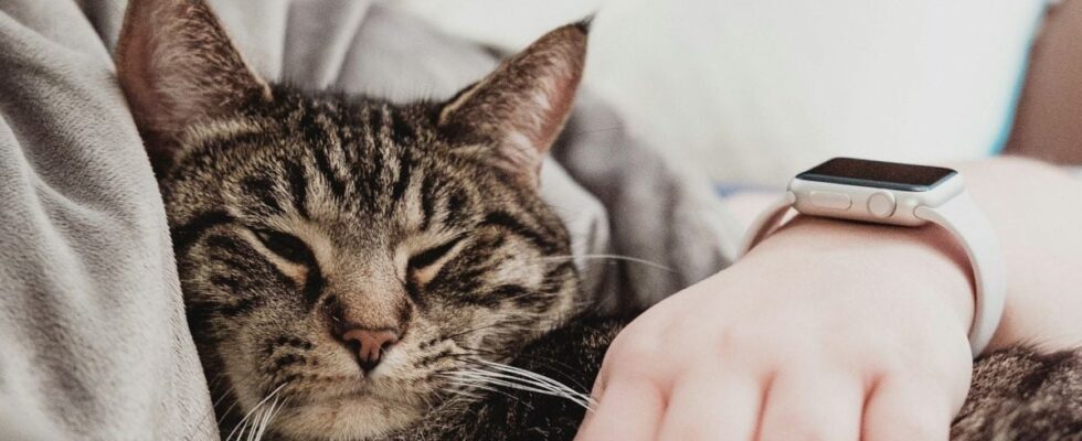 Кошки узнают хозяев: как долго они вас помнят и что влияет на память питомца