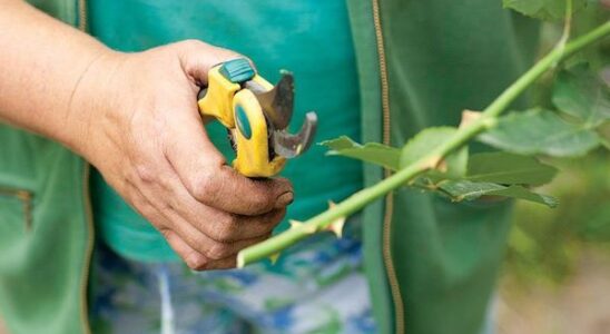 Лайфхаки для сада: как легко вырастить розу из осенних черенков