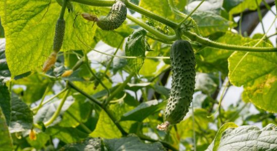 Ранние огурцы: 6 лучших сортов, которые покорили сердца дачников