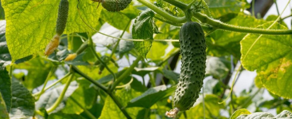 Ранние огурцы: 6 лучших сортов, которые покорили сердца дачников