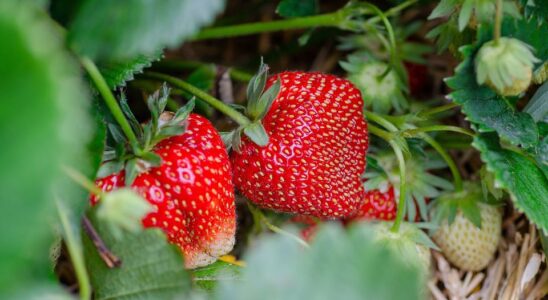 Как правильно ухаживать за клубникой: секреты обильного урожая