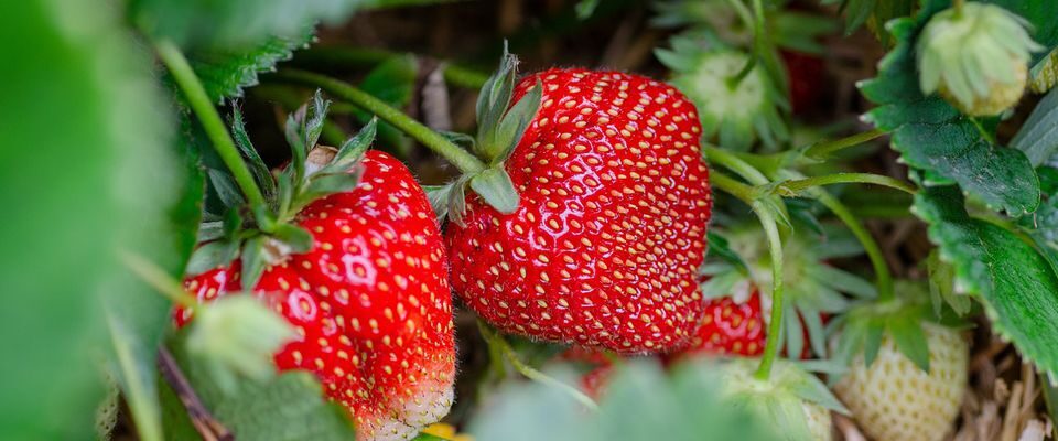 Как правильно ухаживать за клубникой: секреты обильного урожая