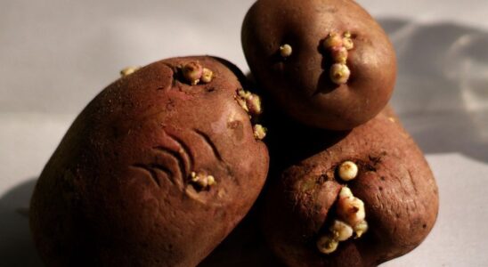 Что будет, если забыть про картошку в погребе на год: опыт садовода