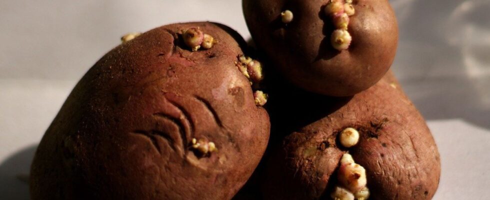 Что будет, если забыть про картошку в погребе на год: опыт садовода