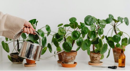 Почему комнатные растения не любят холодную воду из-под крана: советы для заботы