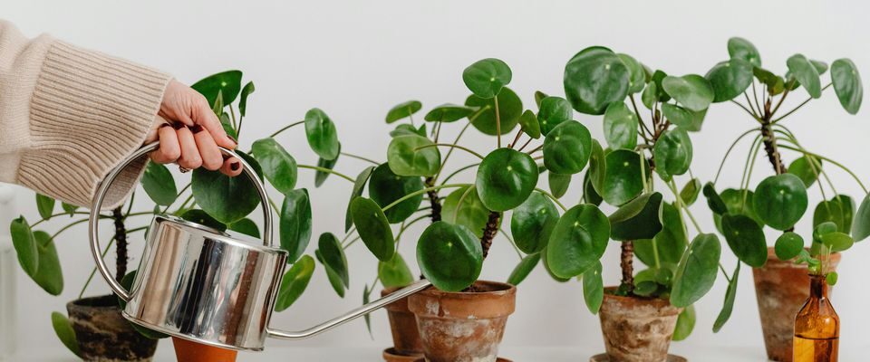 Почему комнатные растения не любят холодную воду из-под крана: советы для заботы