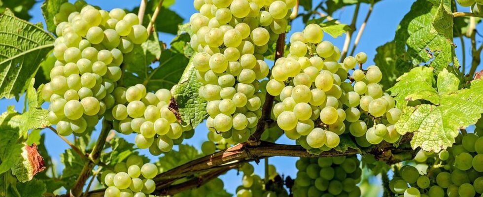 Лайфхаки от ос: как спасти урожай винограда и других ягод