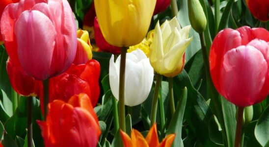 Весенний уход за тюльпанами: секреты пышного цветения и питания