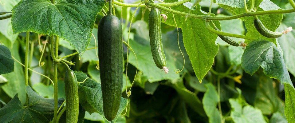Лайфхаки для дачников: почему вянут огурцы и как спасти урожай