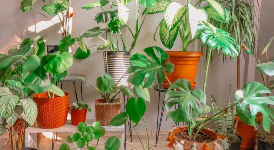Весенняя пересадка комнатных растений: когда и как обновить дом для цветов