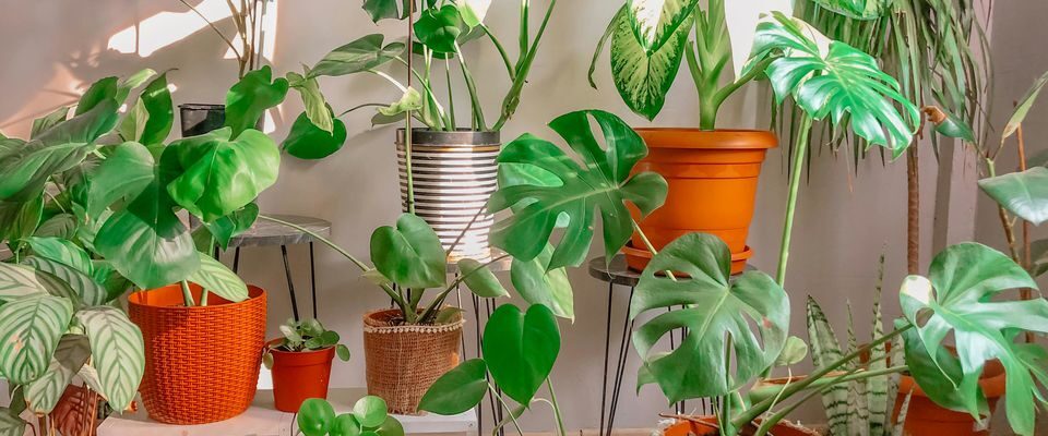 Весенняя пересадка комнатных растений: когда и как обновить дом для цветов