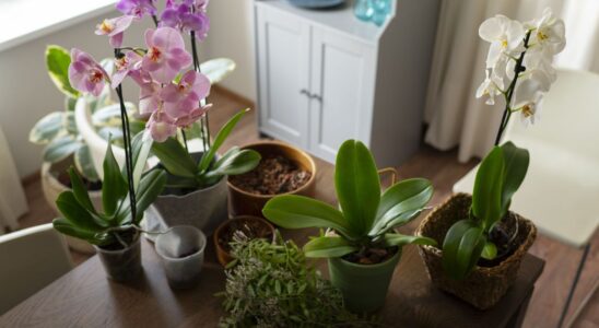 Признаки гибели комнатных растений: что говорит состояние листьев