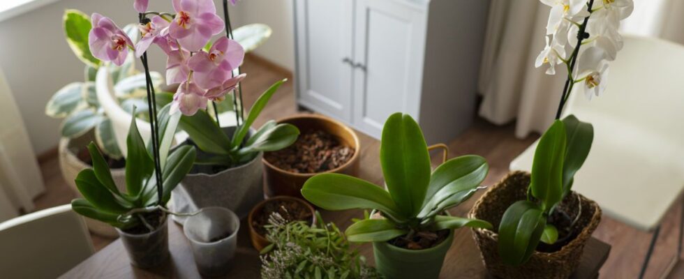 Признаки гибели комнатных растений: что говорит состояние листьев