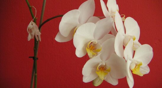 Лайфхаки для ухода за орхидеей: когда обрезать после цветения