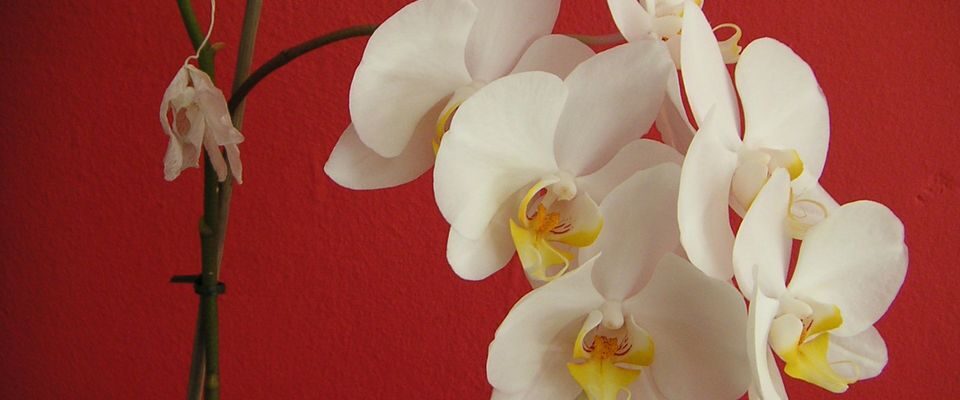 Лайфхаки для ухода за орхидеей: когда обрезать после цветения