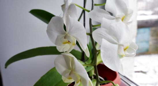 Лайфхаки для орхидей: как избавиться от гнили и плесени натуральными средствами