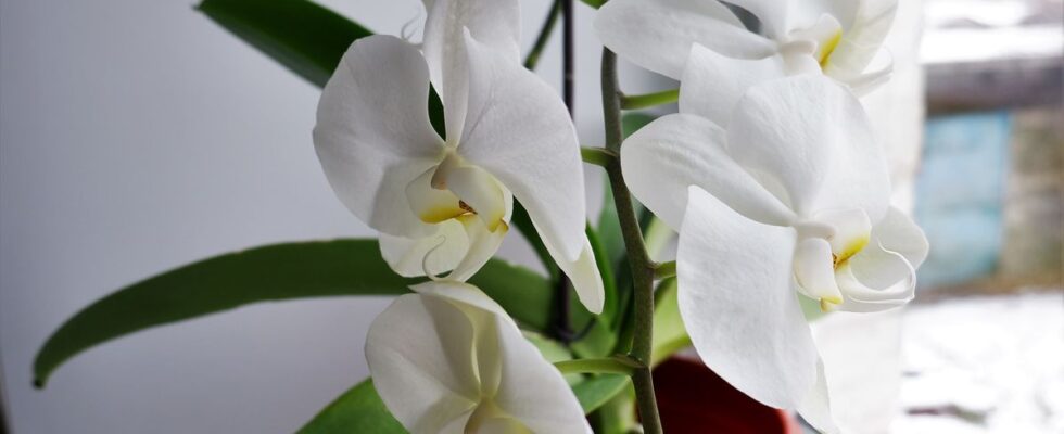 Лайфхаки для орхидей: как избавиться от гнили и плесени натуральными средствами