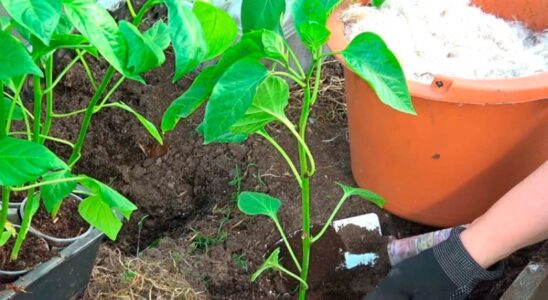 Секреты пышного урожая перца: что положить в лунку при посадке