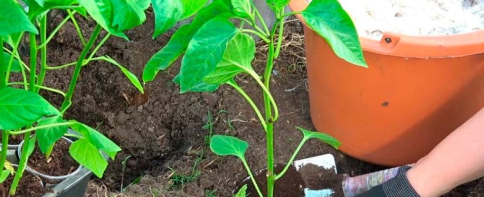 Секреты пышного урожая перца: что положить в лунку при посадке