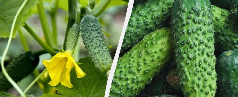 Выбираем идеальные огурцы для дачи: топ-7 сортов, которые полюбят ваши грядки