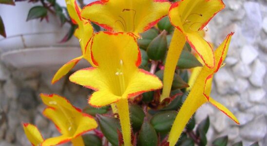 10 ошибок в уходе за колумнеей, из-за которых она не цветет